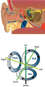 Forces on the ear: Each of the three canals in the inner ear is aligned along a different axis of rotation and contains a small tuft of sensory hairs (above circled). Orientation illusions can occur when these hairs are affected by acceleration.