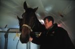 Horse cargo being loaded onto a DHL Boeing 727 (VH-DHE)