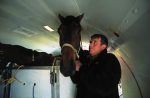 Horse cargo being loaded onto a DHL Boeing 727 (VH-DHE)