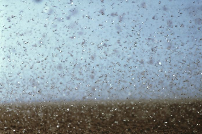 Locust plague