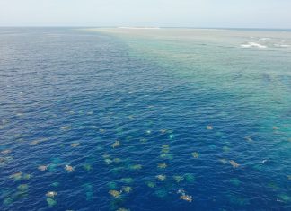 adult female green turtles at Raine Island