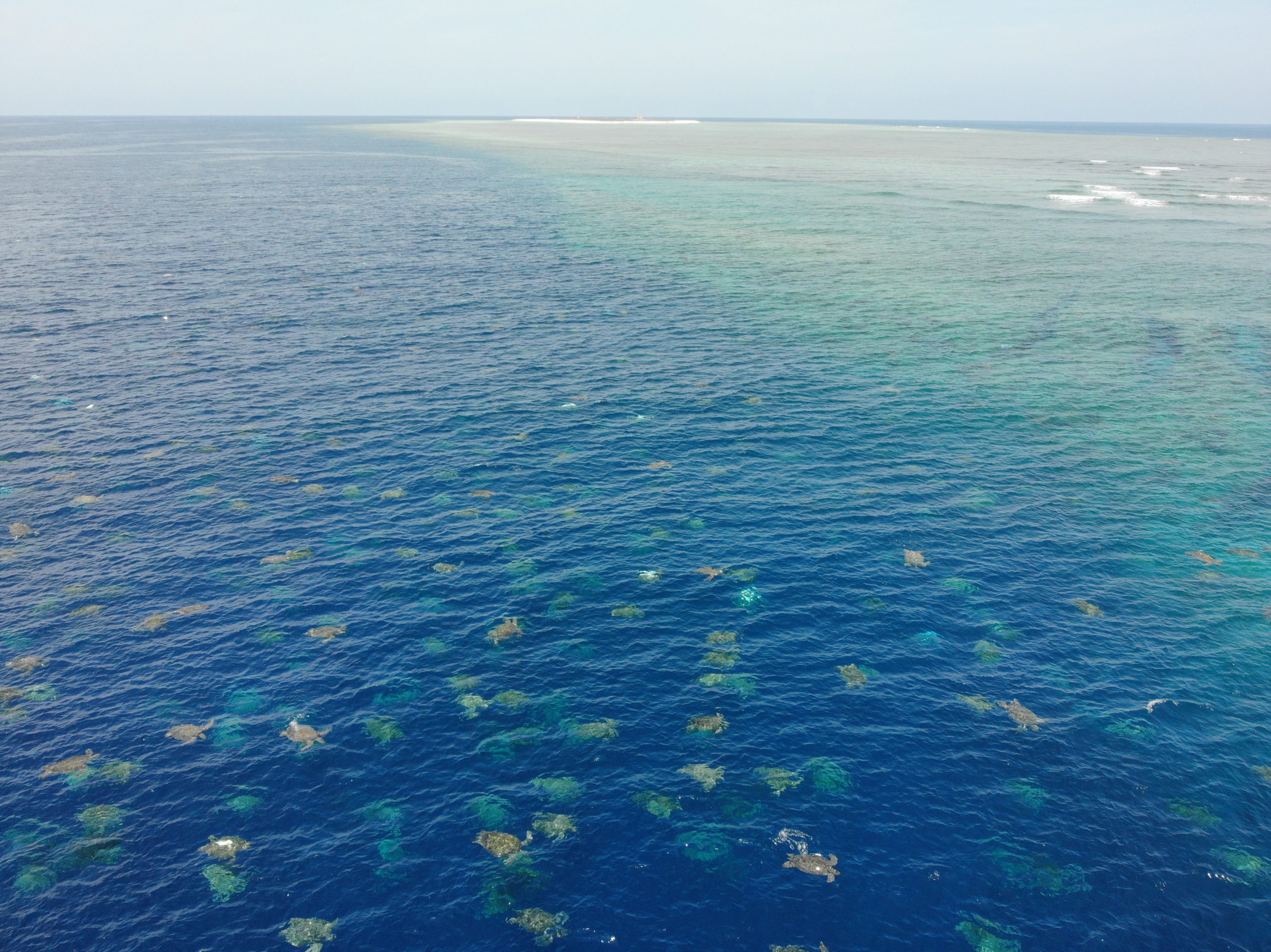 adult female green turtles at Raine Island