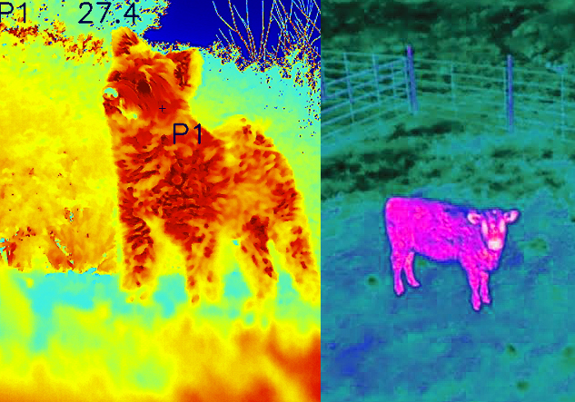 Aerial thermal drone search to locate lost pets and livestock.