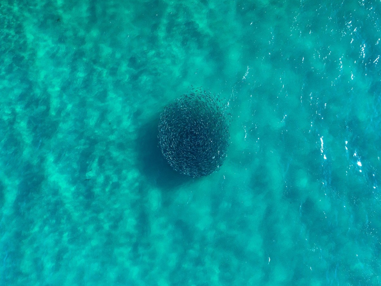 A school of fish captured on the drone’s camera during a fishing venture.