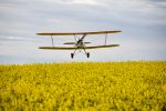 Photo by Ariana Bertocchi. Stampe SV4B VH-SGV landing over a yellow canola field.