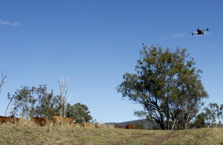 A drone flying over cattle in a cattle mustering drive.
